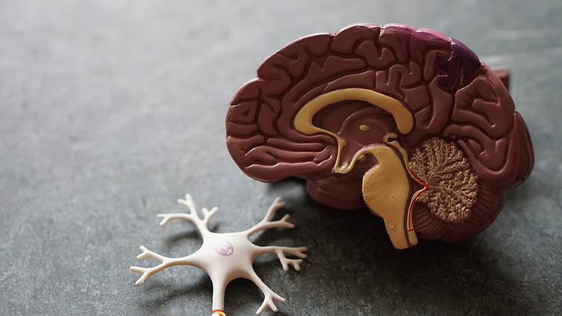 human brain toy, HD wallpaper
