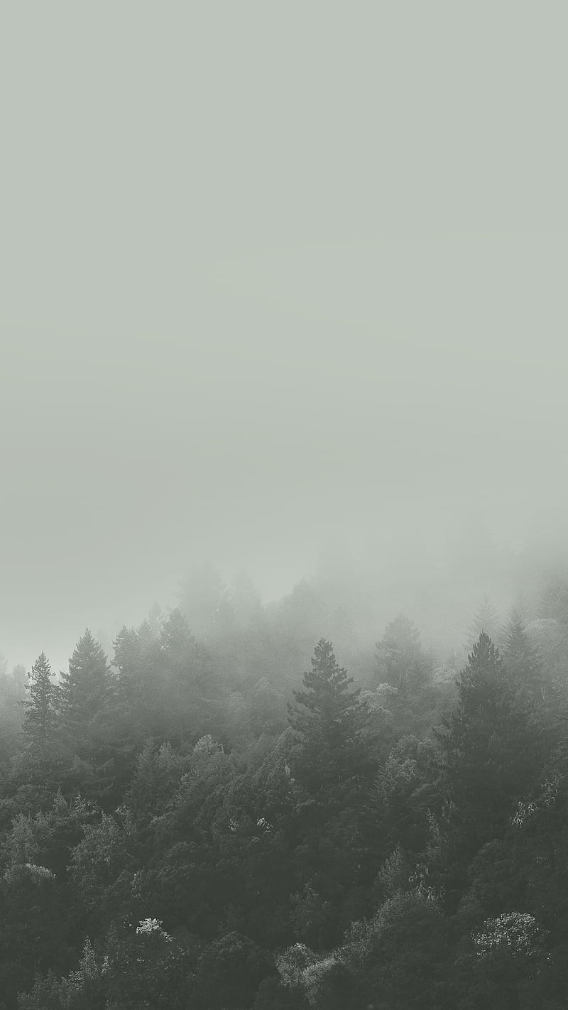 Forest, 2017, black, fog, trees, white, HD phone wallpaper | Peakpx