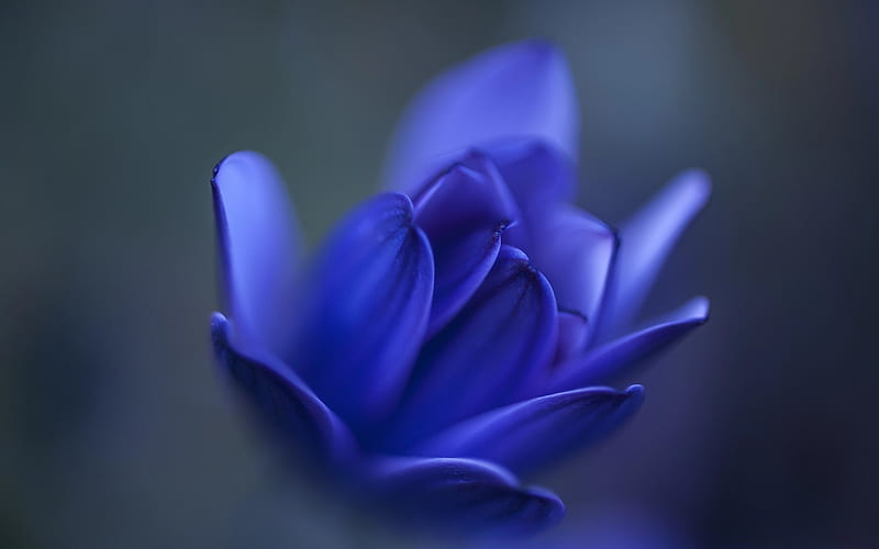 blue flower, blue bud, blur, blue floral background, gray background, HD wallpaper