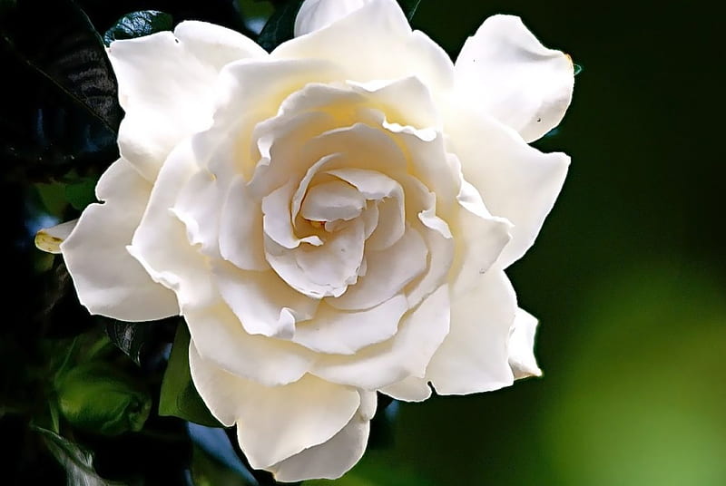 Wonderful perfume, large, gardenia, flowers, nature, single, white, HD wallpaper
