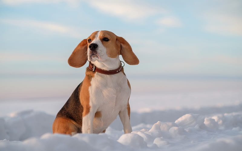 Beagle, small dog, snow, winter, pets, cute dogs, HD wallpaper