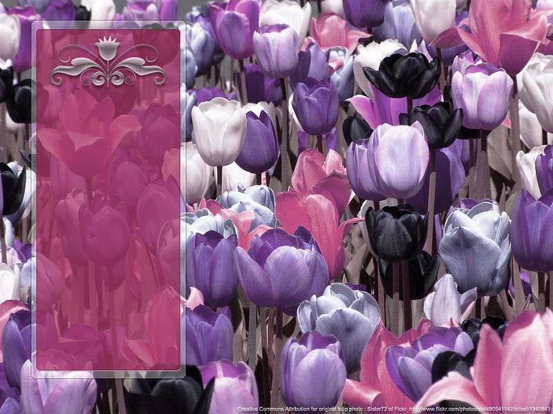 Tulip Field with Icon Panel II, lilac, colorful, frame, leaves, panel, gothic, plastic, flowers, tulips, pink, blooms, stemmed, colors, black, mauve, purple, flower, blossoms, petals, white, icon, field, HD wallpaper