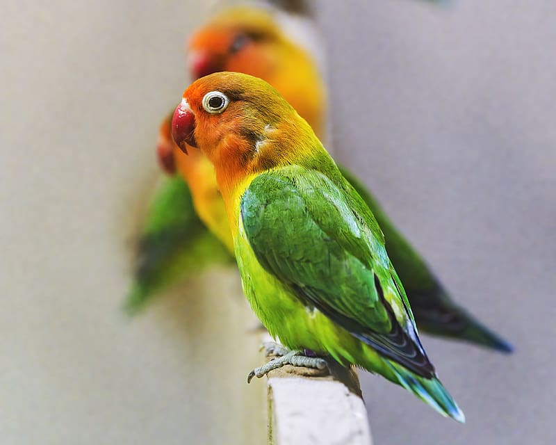 fischers lovebird, parrot, bird, colorful, HD wallpaper