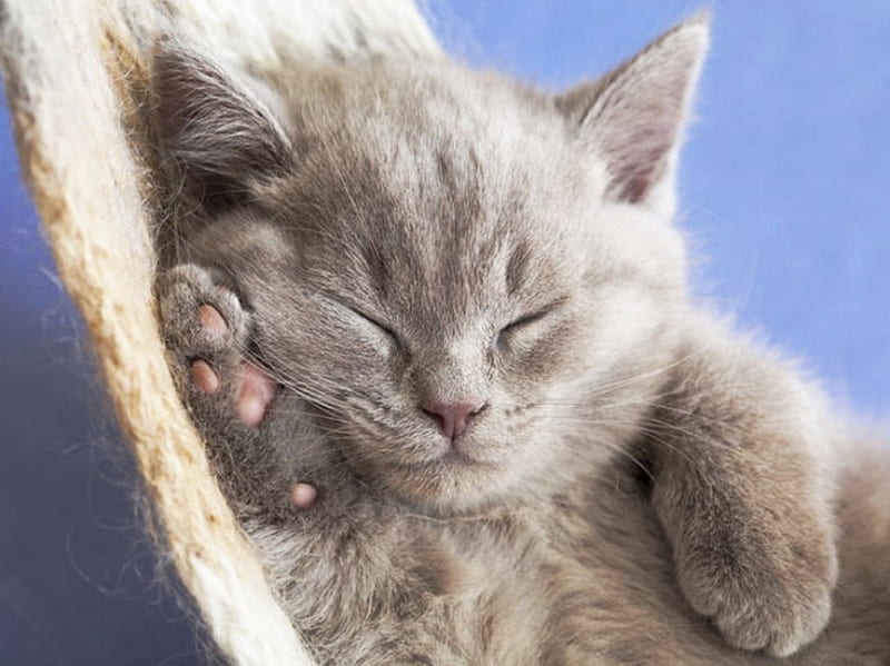 Snooze, closed, ease, eyes, kitten, HD wallpaper