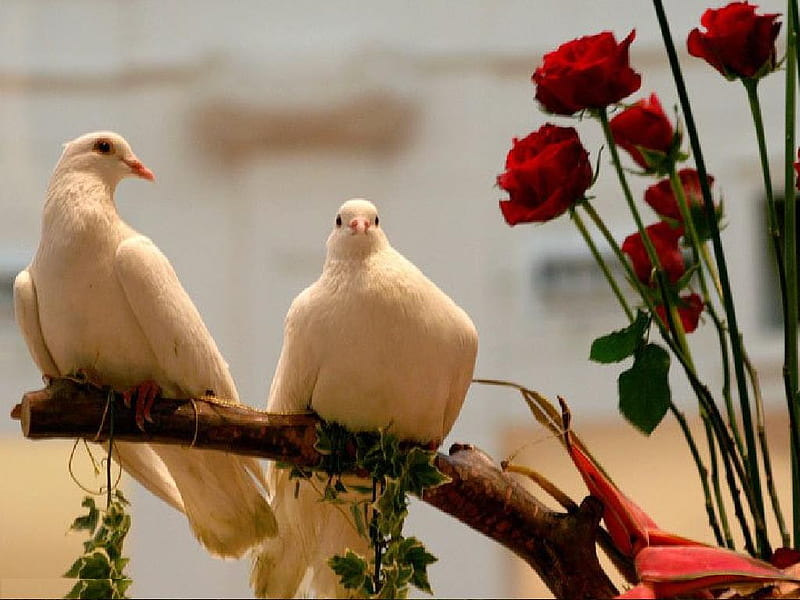 Soulmate, red, together, birds, roses, love, siempre, sunshine, white, couple, animals, HD wallpaper