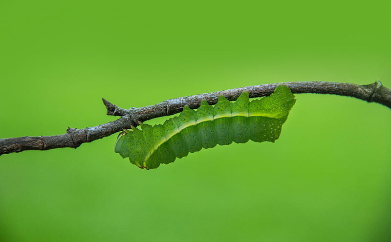 Green Caterpillar Macro Ultra, Animals, Insects, green, macro, larva, caterpillar, HD wallpaper
