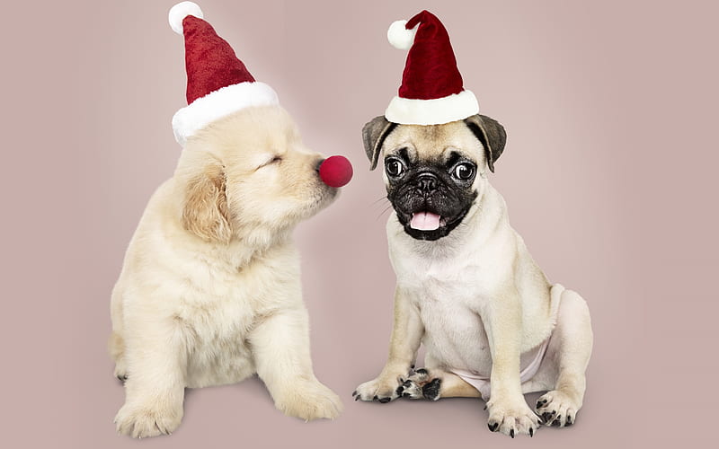 Hi! My name is Rudolf, red, santa, christmas, craciun, caine, rudolf, puppy, hat, dog, HD wallpaper