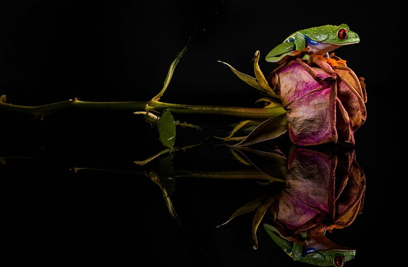 Frog, green, rose, flower, black, pink, HD wallpaper