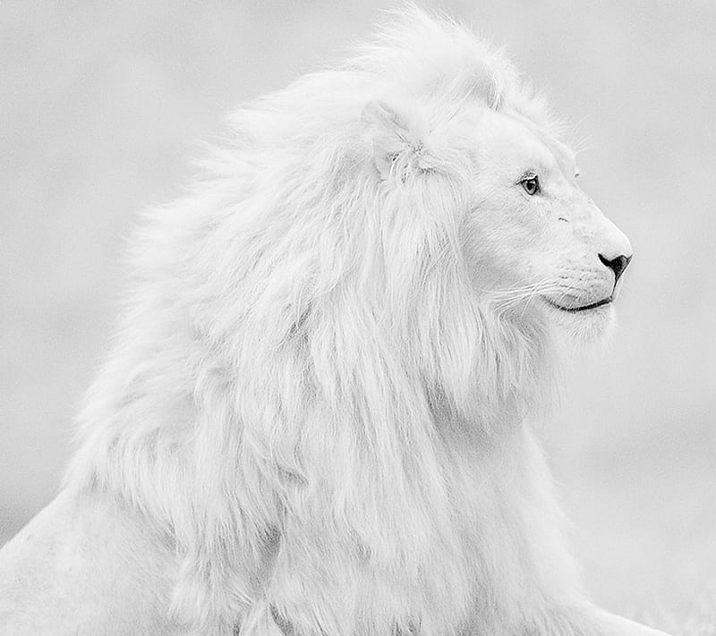 White Lion Forest King lion HD phone wallpaper  Pxfuel
