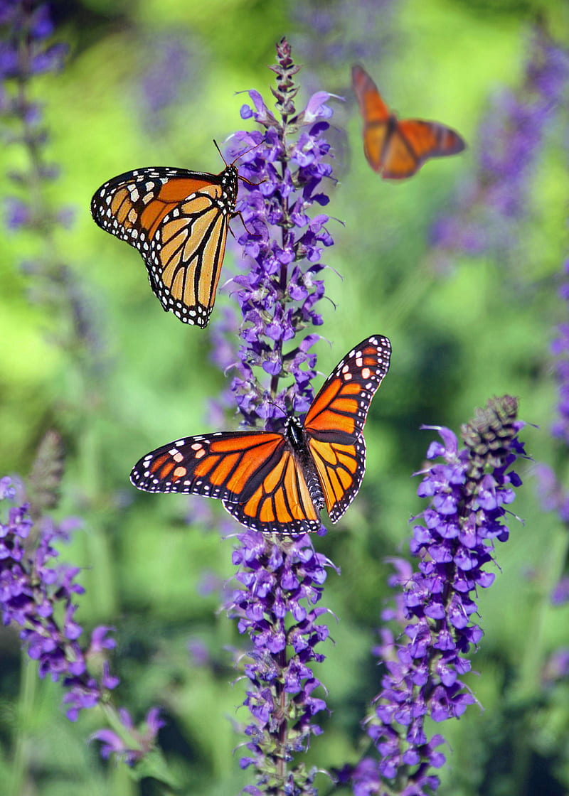 Selective Focus graphy of Group of Monarch Butterflies Perching on Purple Lavender Flower, HD phone wallpaper