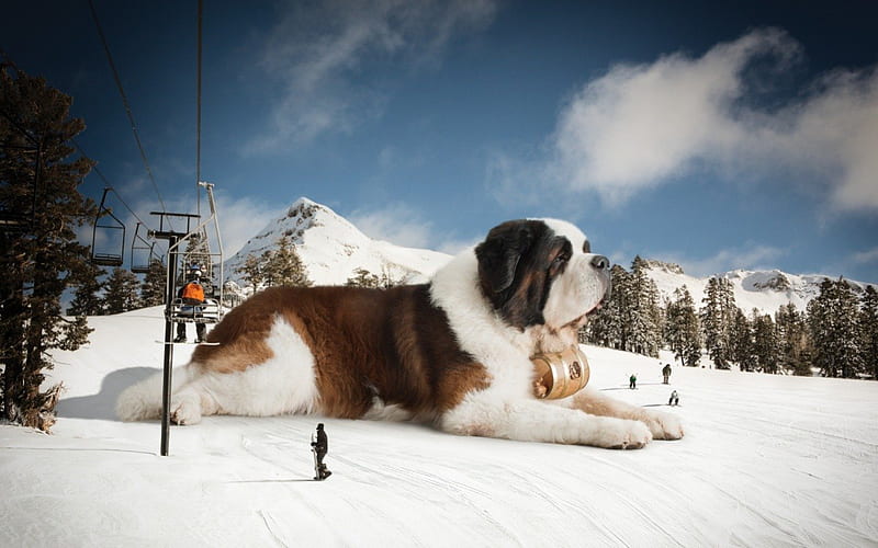 St. Bernard, bernard, snow, alpen, dog, winter, HD wallpaper
