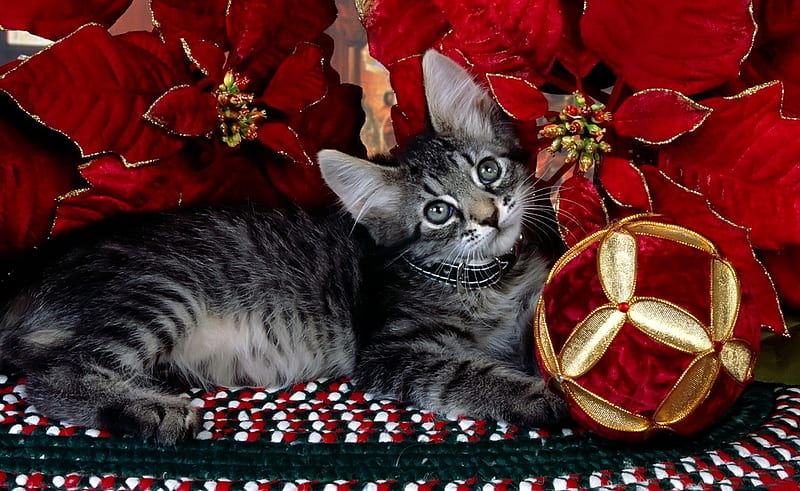 My Christmas ball, red, pretty beautiful animal, ball, gold decorations, color, gris, flowers pic, christmas, lying, kitty, wall, cat, cute, seasonal, festive, colour, eyes, HD wallpaper