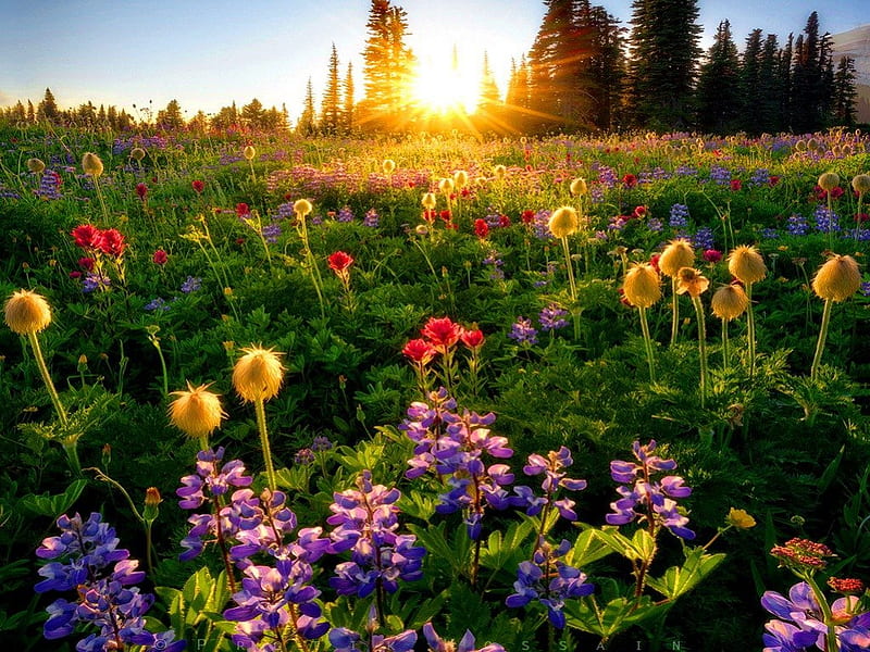 Spring flowers at sunrise, colorful, grass, shine, bonito, fragrance, nice, green, primavera, flowers, sunrise, light, rpetty, lovely, fresh, sunlight, greenery, scent, spring, sky, trees, freshness, rays, nature, first, meadow, field, HD wallpaper
