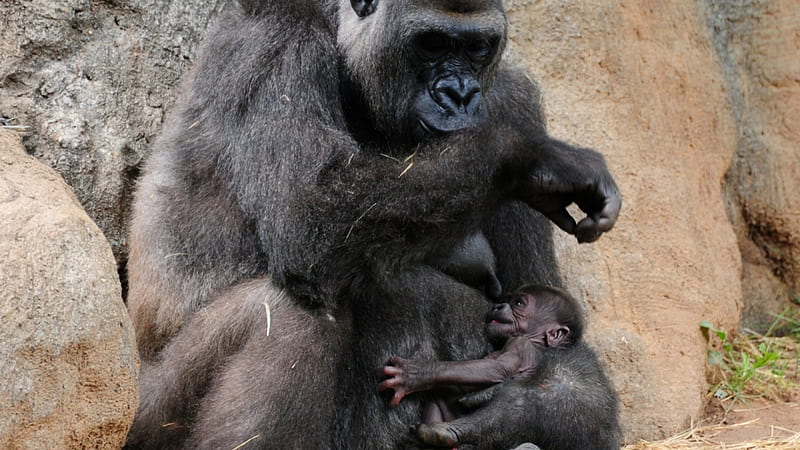 gorillas, primates, monkeys, baby, HD wallpaper