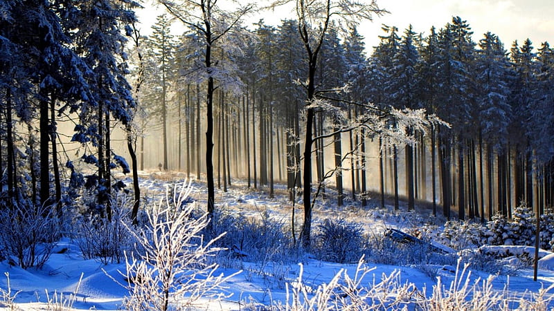 young forest in blue winter, forest, snow, blue, winter, HD wallpaper