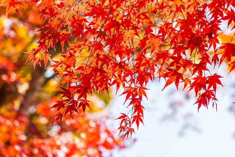 Red and green maple leaf, Autumn, Sky, Nature, Leaf, Red, HD wallpaper