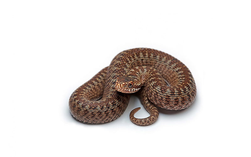 Rattle Snake, danger, background, poison, simple white, reptiles, snakes, animals, HD wallpaper