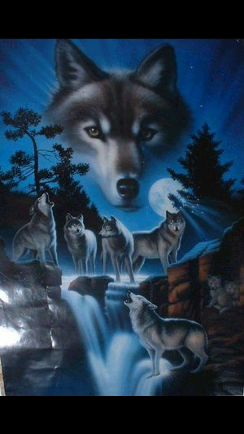 moonlight, wolf family, HD phone wallpaper