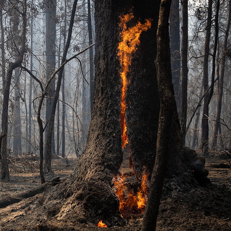 Hundreds of Trees Burned at Big Basin Redwoods State Park - The New York Times, Santa Cruz Redwoods, HD phone wallpaper