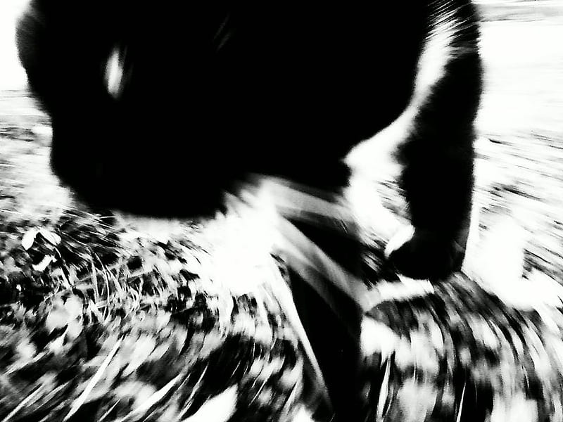 Cat on the move!, black and white, grapghy, swirl, cat, HD wallpaper