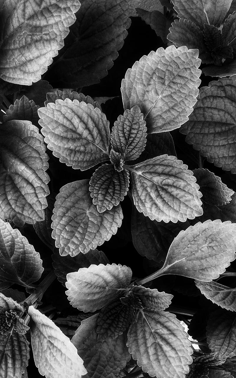 Leaf, black and white, cold, nature, HD phone wallpaper