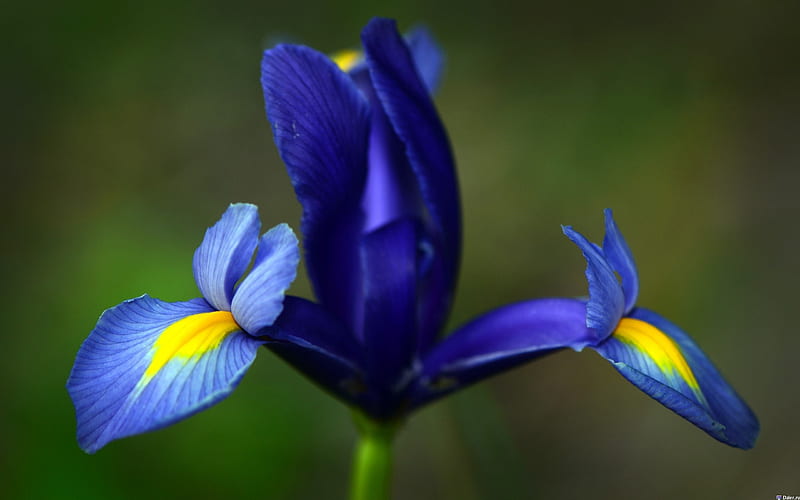 Beautiful Iris, flower, yellow, blue, iris, HD wallpaper