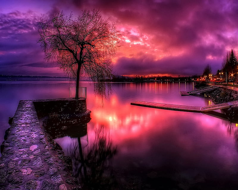 Purple Sunset, amazing, purple, reflection, sunset, tree, HD wallpaper