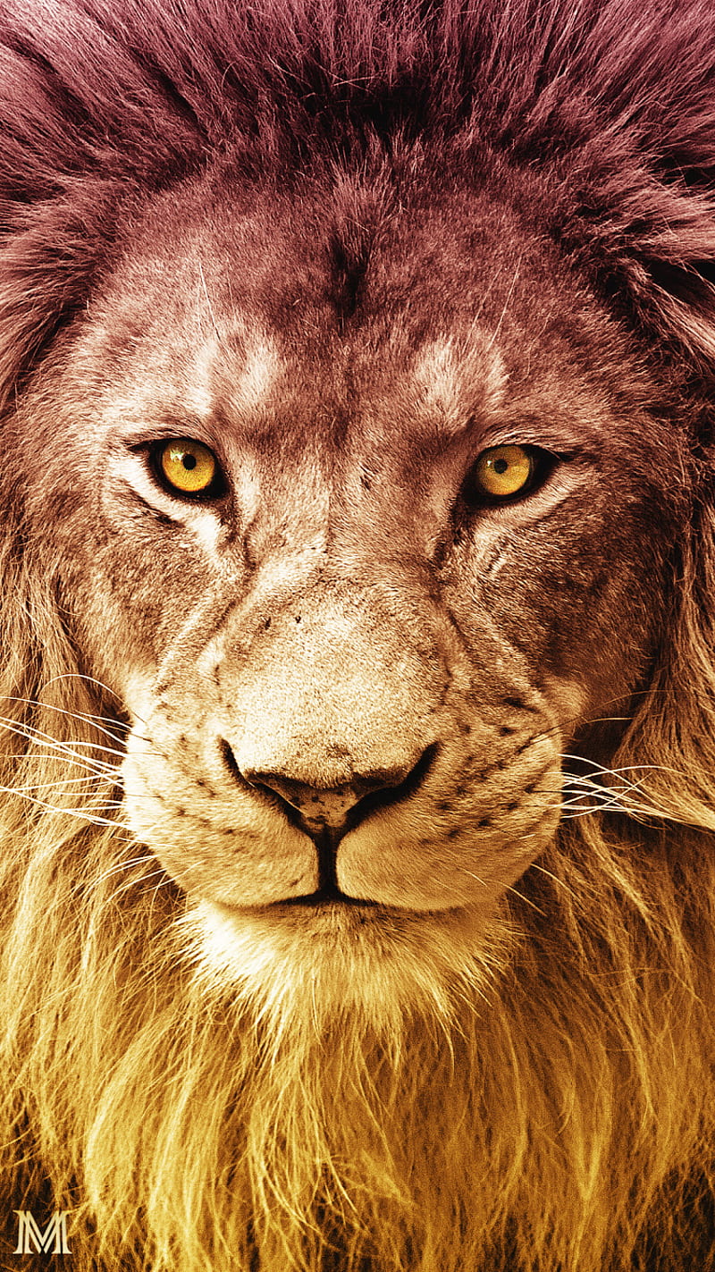 Mobile wallpaper: Lion, Movie, The Chronicles Of Narnia: The Lion