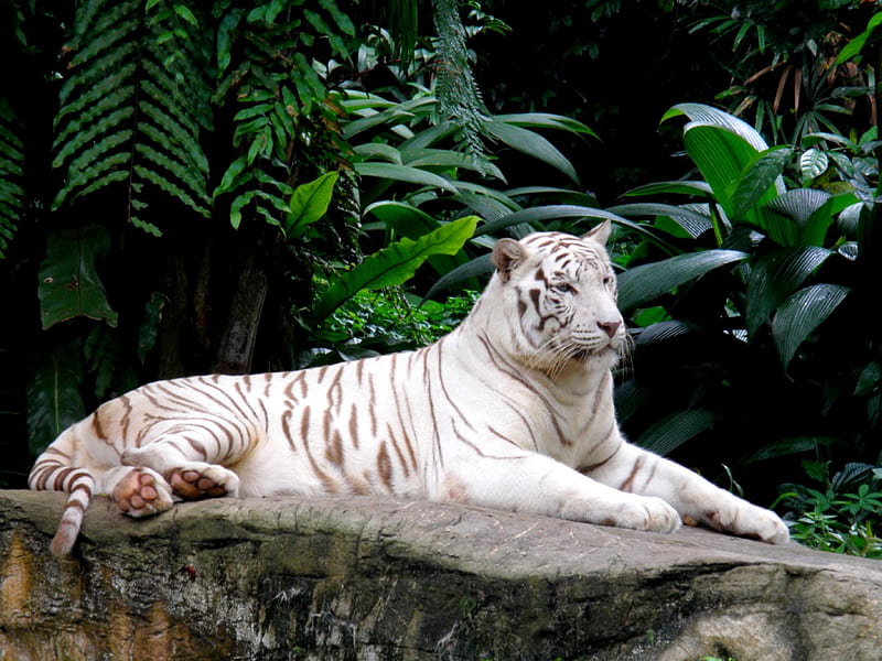 WHITE TIGER, rest, zoo, Singapore, tiger, white, HD wallpaper