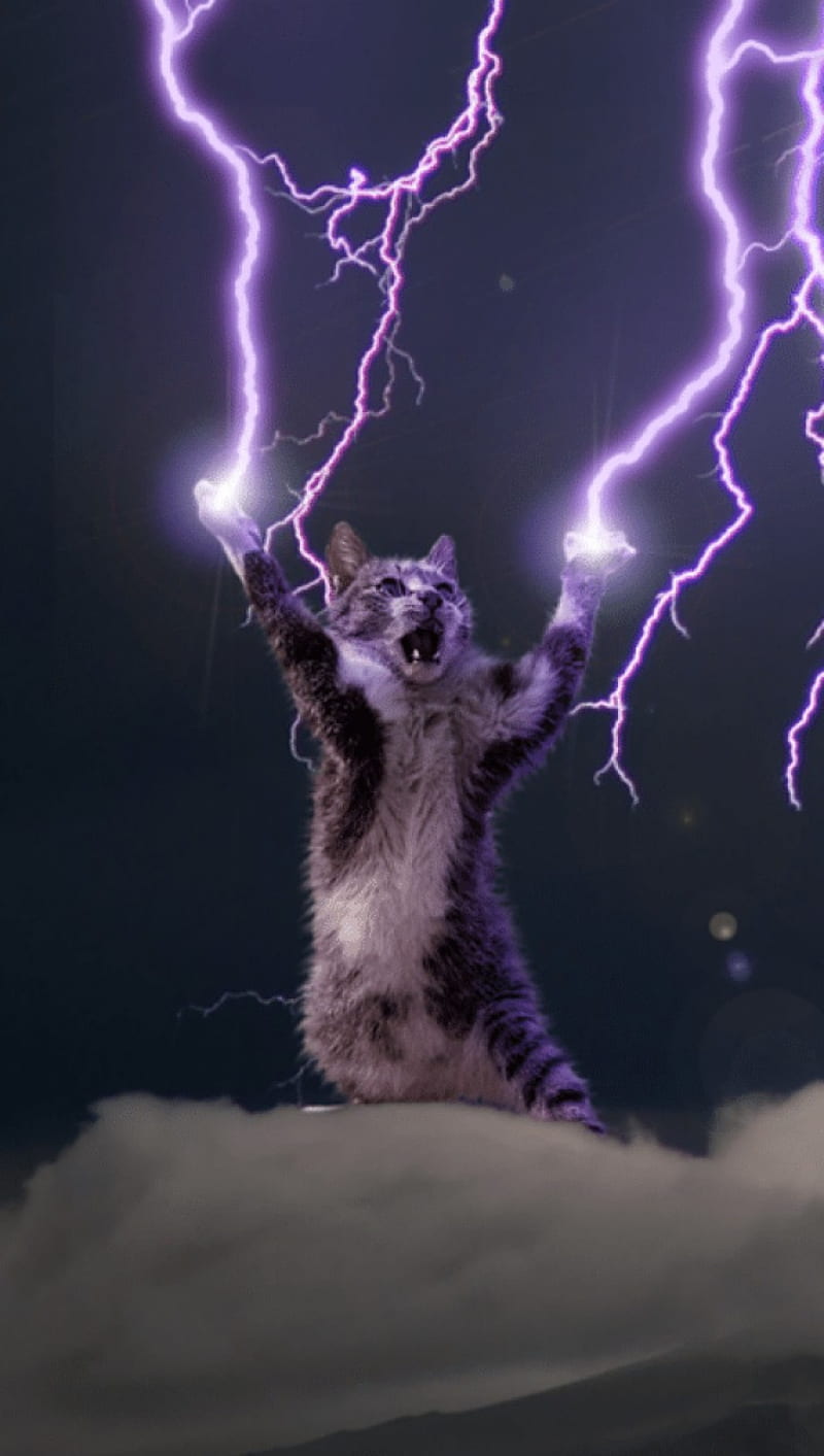 Lightening, cat, lightning, storm, HD phone wallpaper