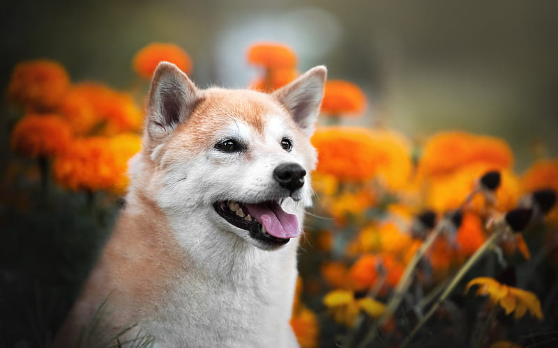Shiba Inu, ginger dog, Japanese Turf Dog, Shiba Ken, pets, cute animals, Japanese dog breeds, Japanese Small Size Dog, HD wallpaper