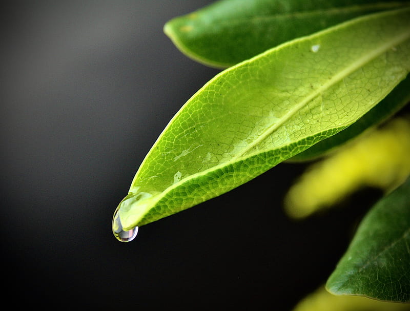 water dew on green leaf, HD wallpaper