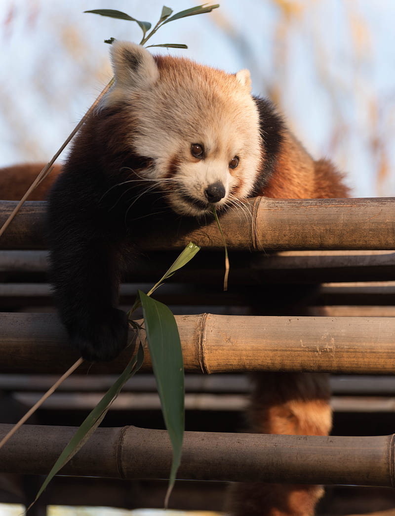 red panda, cute, bamboo, HD phone wallpaper