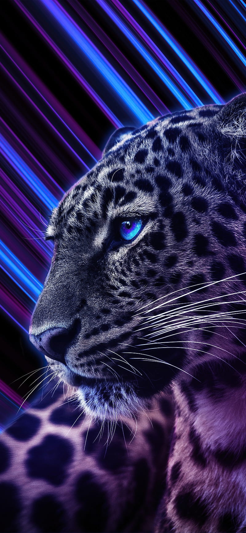 Cheetah Wallpaper HD APK for Android Download