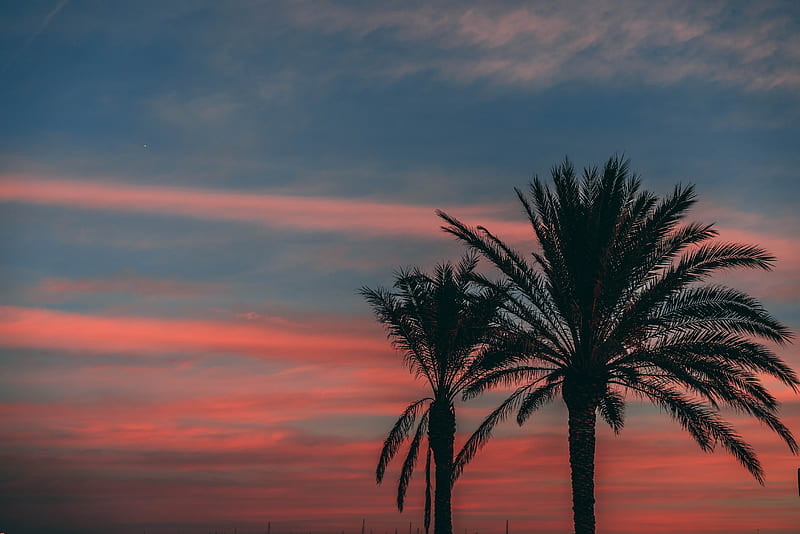 palm, sunset, sky, branches, outlines, night, tropics, HD wallpaper