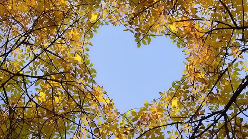 heart in the crown of trees, autumn, feeling, birch, trees, sky blue, leaves, crown of trees, heart, deciduous forest, HD wallpaper