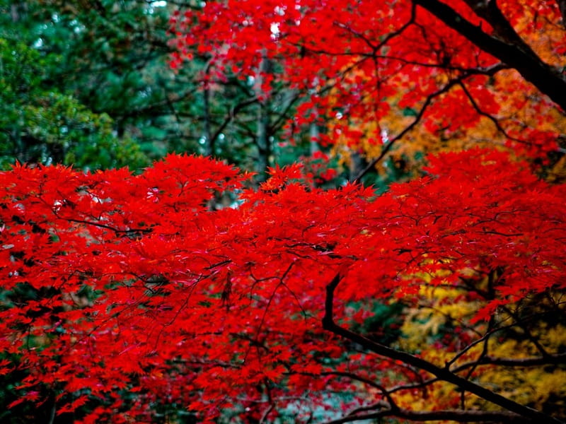 Japanese Maple Tree, red, nature, maple, trees, HD wallpaper