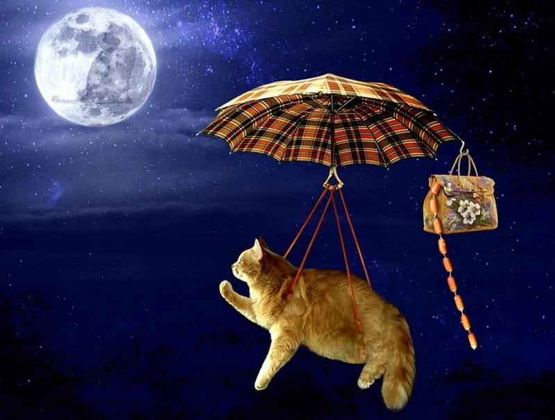 By The Light Of The Silvery Moon, stars, orange tabby, food, kitty, umbrella, purse, cat, sausages, moon, full moon, flying, night, HD wallpaper