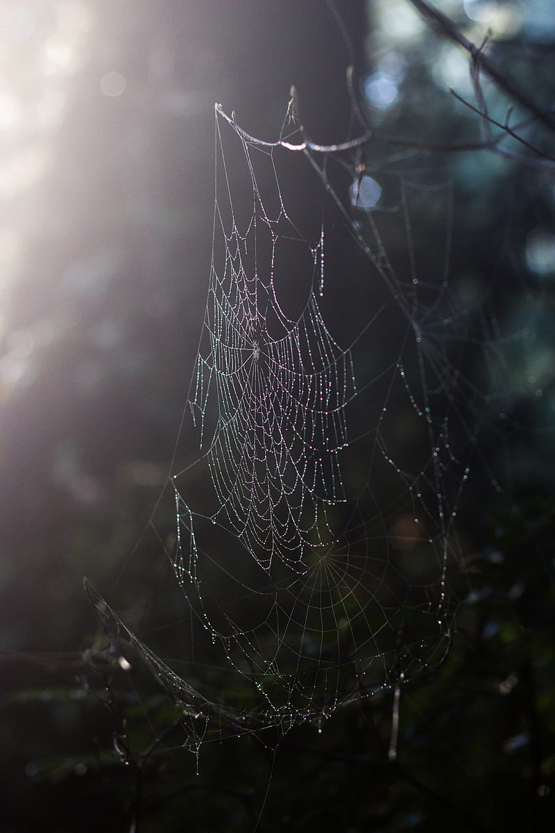spider web, drops, dew, macro, HD phone wallpaper