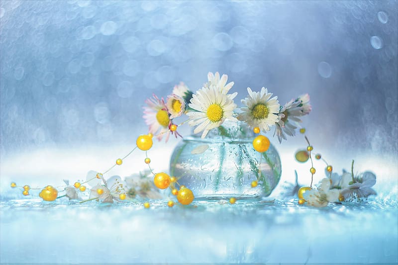 Camomile, Flower, Vase, Bokeh, White Flower, Raindrops, HD wallpaper