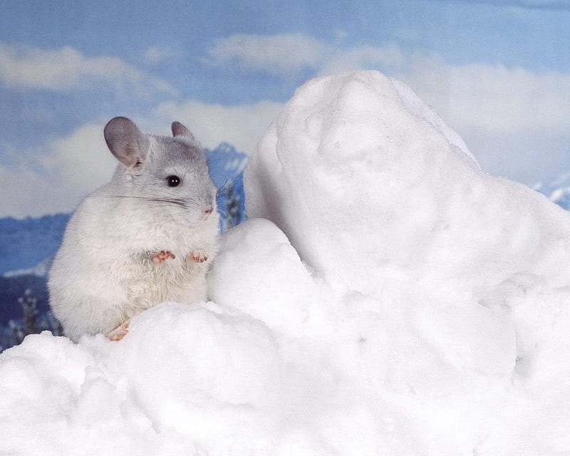 White Chinchilla, snow, white, chinchilla, rodent, animal, winter, HD wallpaper