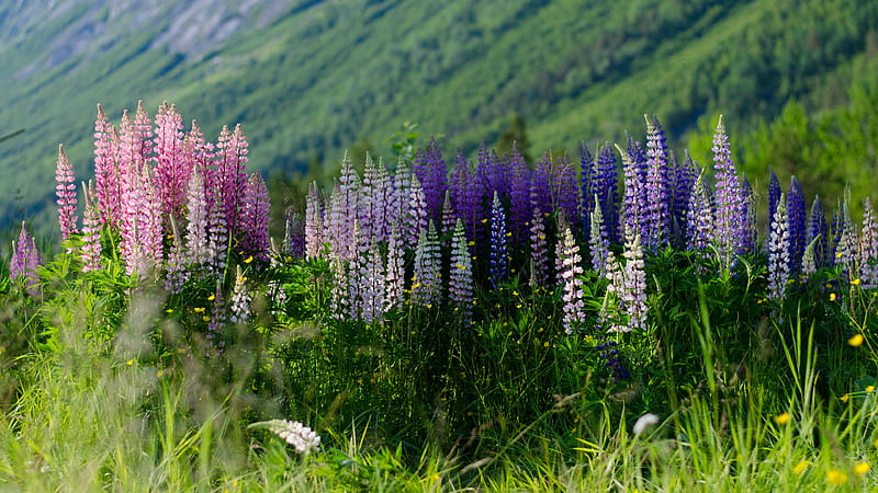 Light Pink Purple Lupins Flowers Field Mountain Slope Background Flowers, HD wallpaper