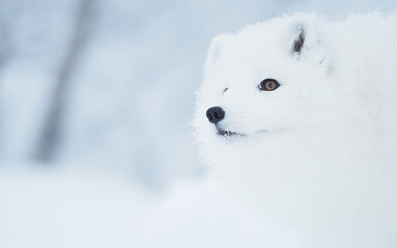 fox, snow, winter, forest animals, white fox, predators, HD wallpaper