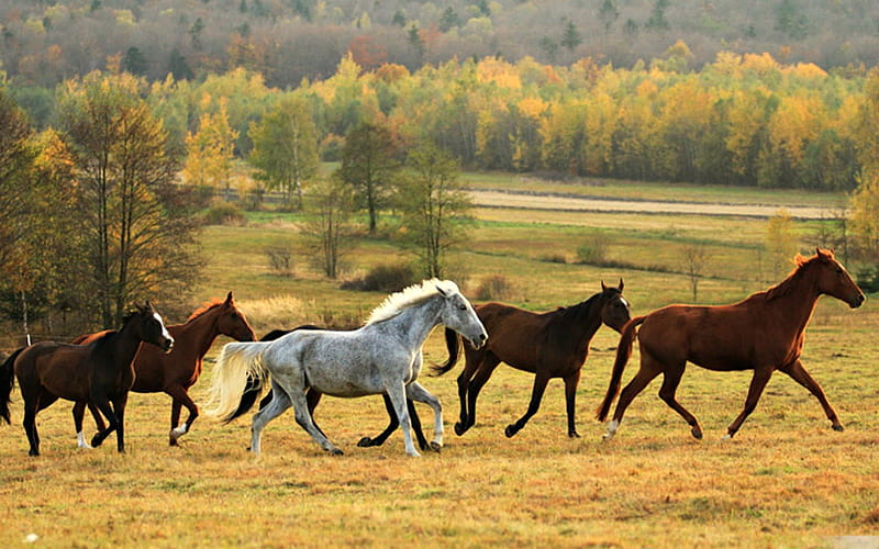 Horses in a Pasture, Trees, Horses, Pasture, Nature, HD wallpaper