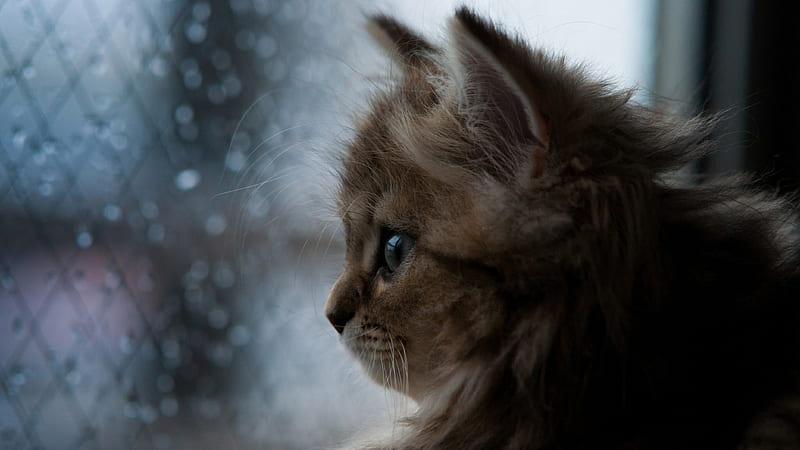Cat Looking Through The Window, cat, animals, HD wallpaper