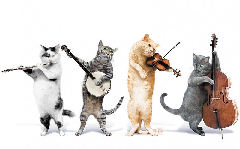 The cat band, flute, cello, banjo, cats, HD wallpaper