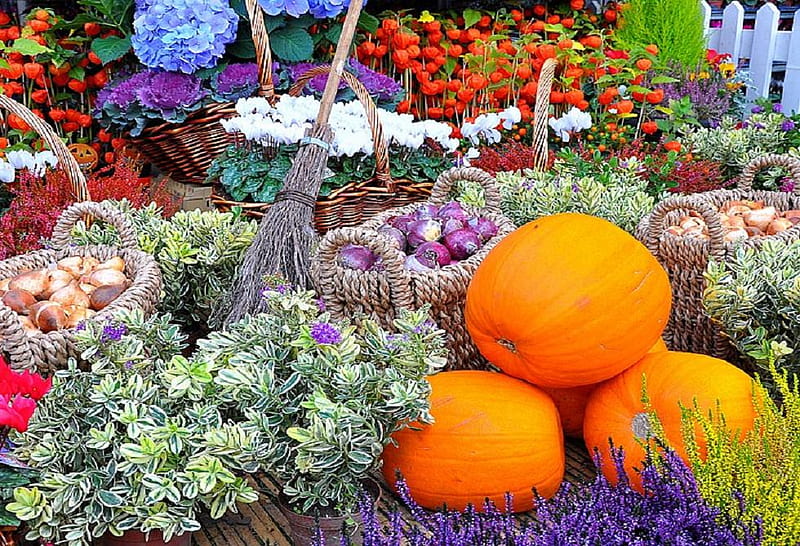 Nature's bounty., fence, food, bounty, plant, vegetable, broom, basket, flower, nature, HD wallpaper