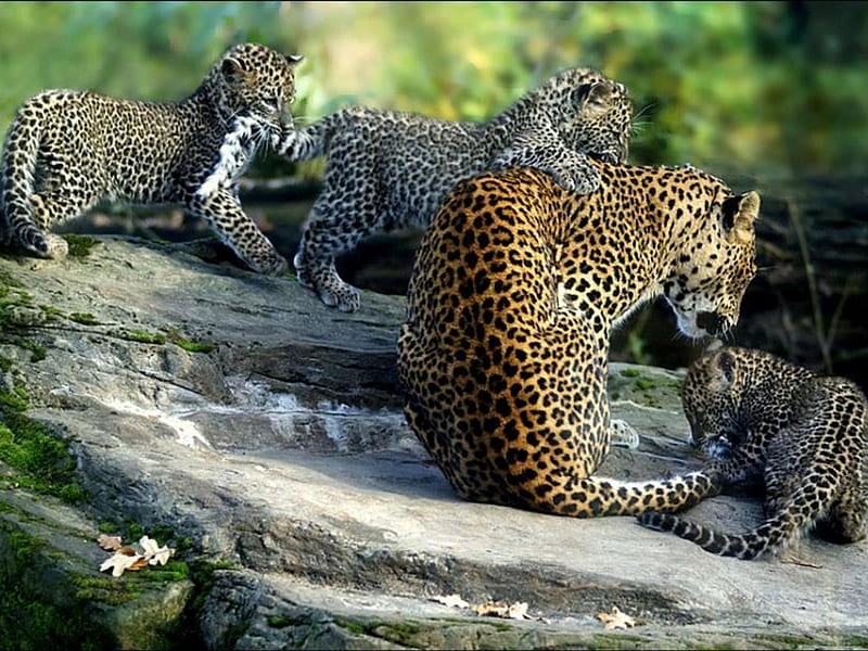 The Leopard Family (For Ramya), leopard, family, cubs, bonito, HD wallpaper | Peakpx