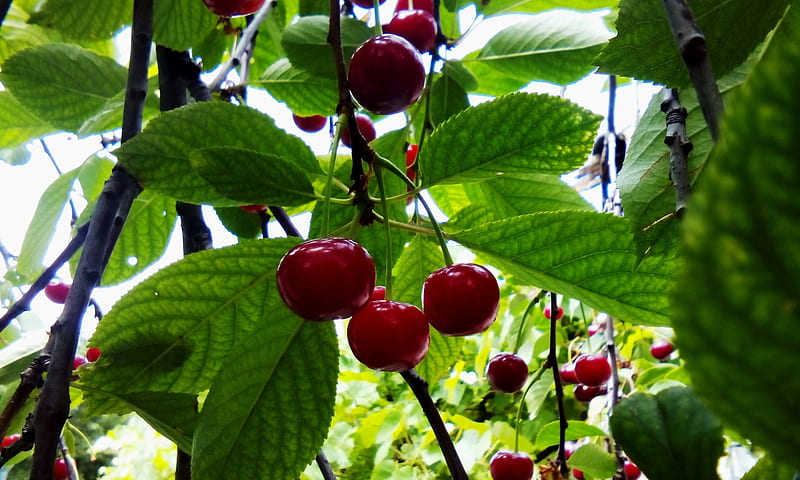 Cherry Trees, red, tree, nature, cherry, HD wallpaper | Peakpx