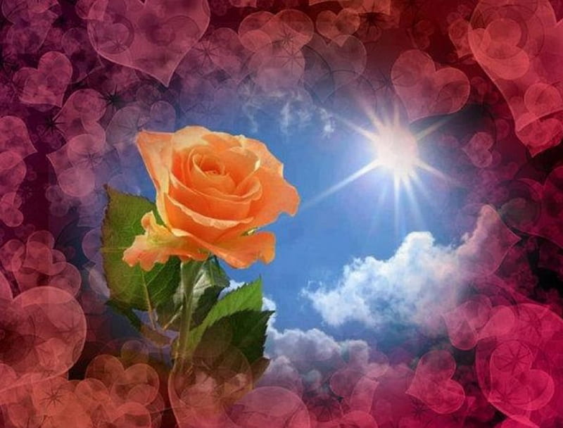 Orange Rose, orange roses, sunshine, pink hearts, clouds, delicate, green leaves, HD wallpaper